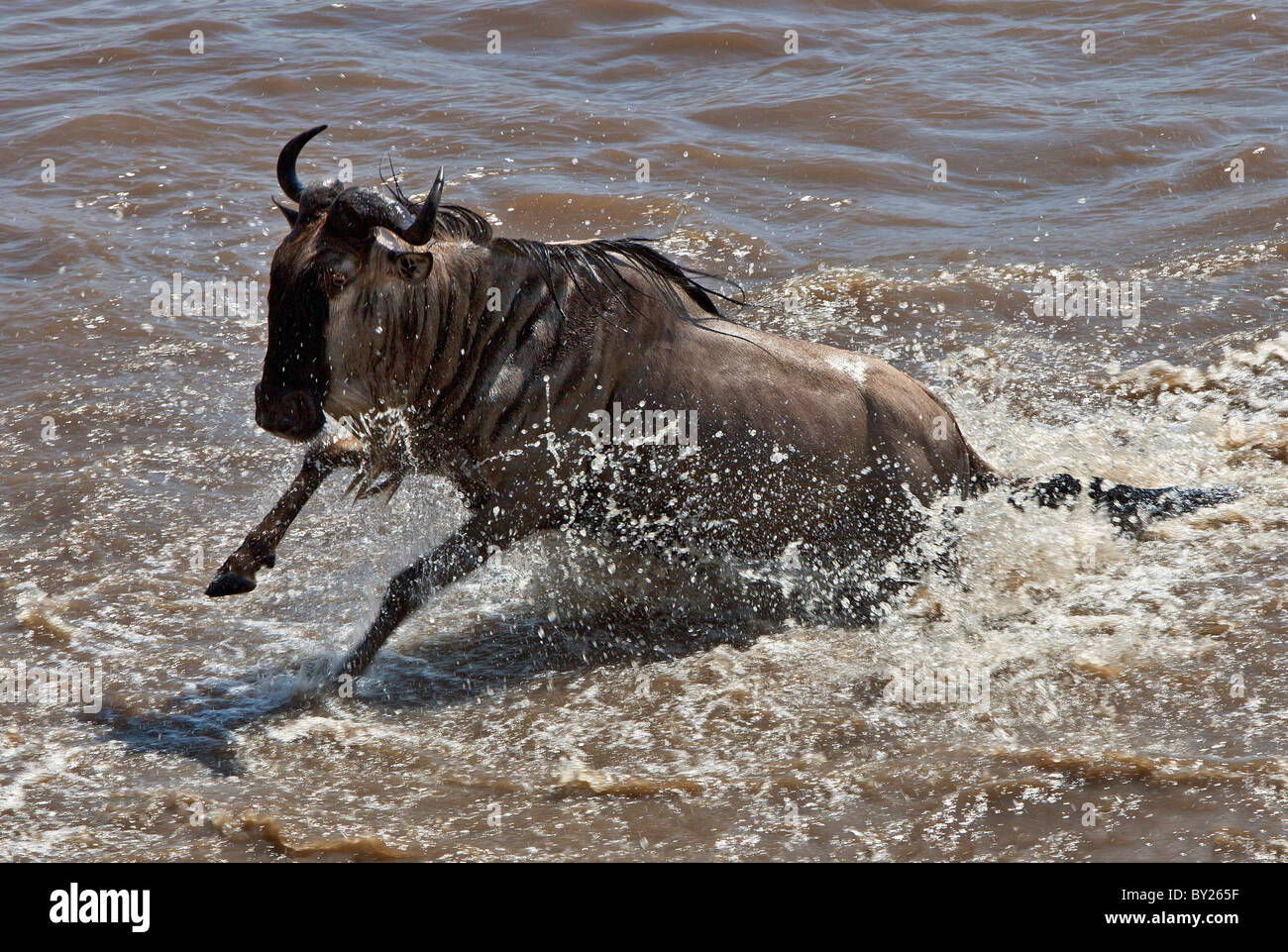 A wildebeest crossing the Mara River during their annual migration from the Serengeti National Park in Northern Tanzania to the Stock Photo