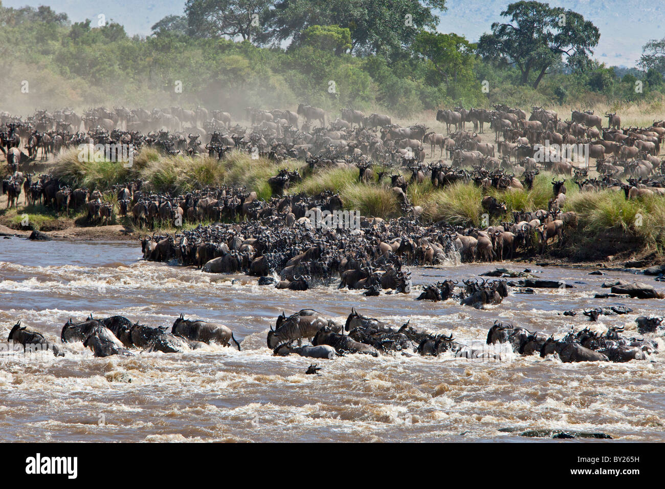 Wildebeest crossing the Mara River during their annual migration from the Serengeti National Park in Northern Tanzania to the Stock Photo