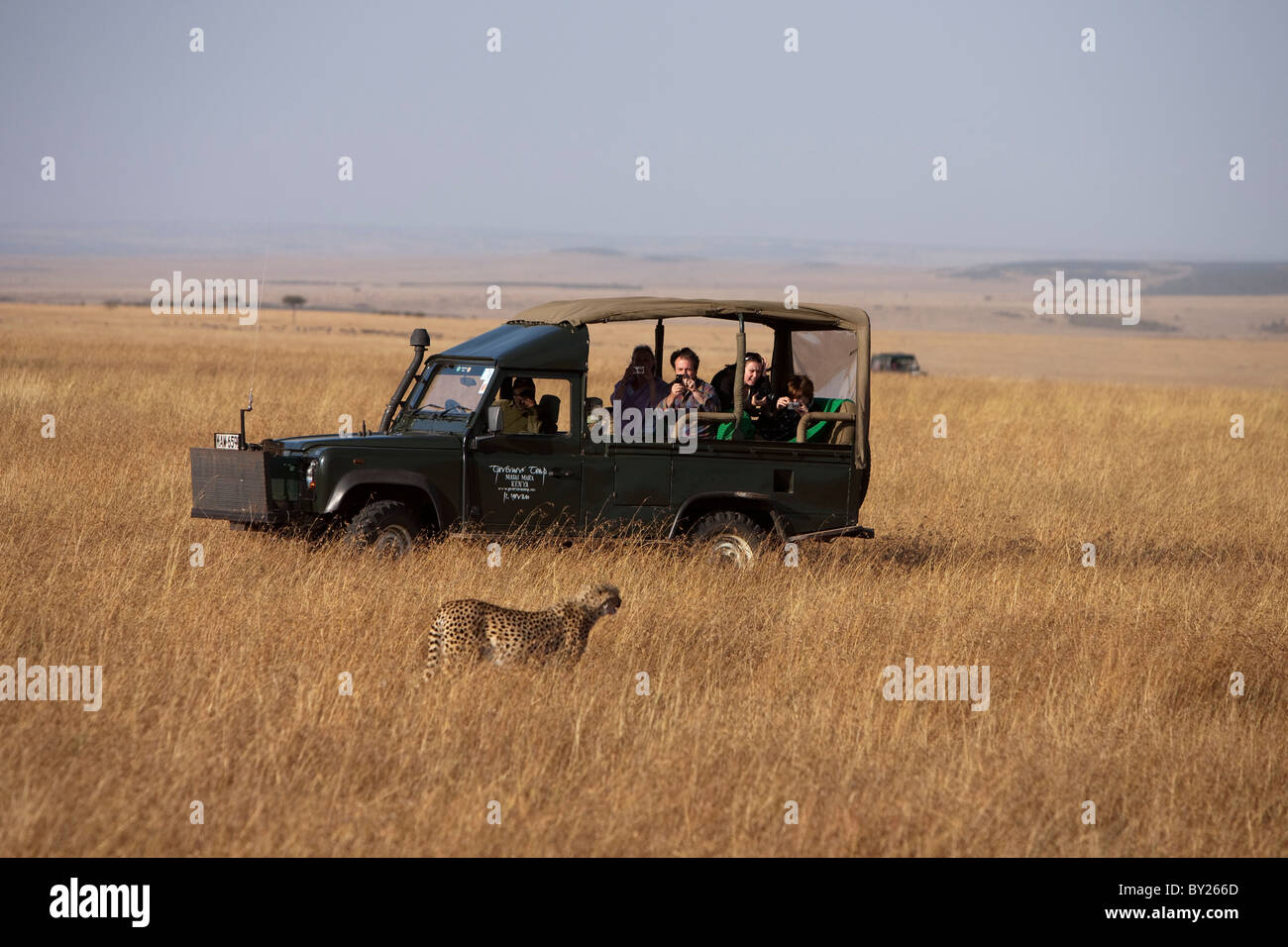 Kenya, Masai Mara.  Tourists on safari enjoying the sight of a cheetah out hunting on the grassy plains of the Masai Mara. Stock Photo