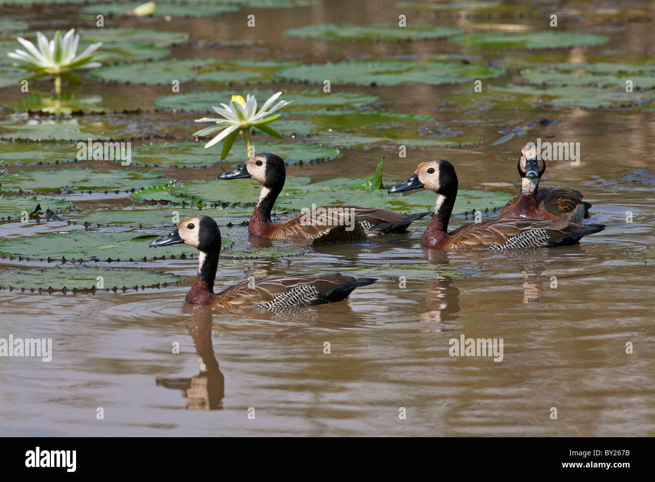 A small flock of White-faced Whistling Ducks in the Yala Swamp. Stock Photo