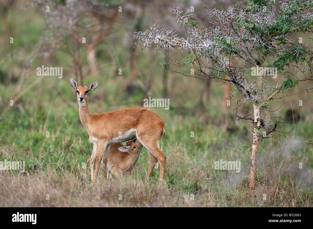 A young Oribi suckles its mother in the Lambwe Valley of  Ruma National Park. Stock Photo