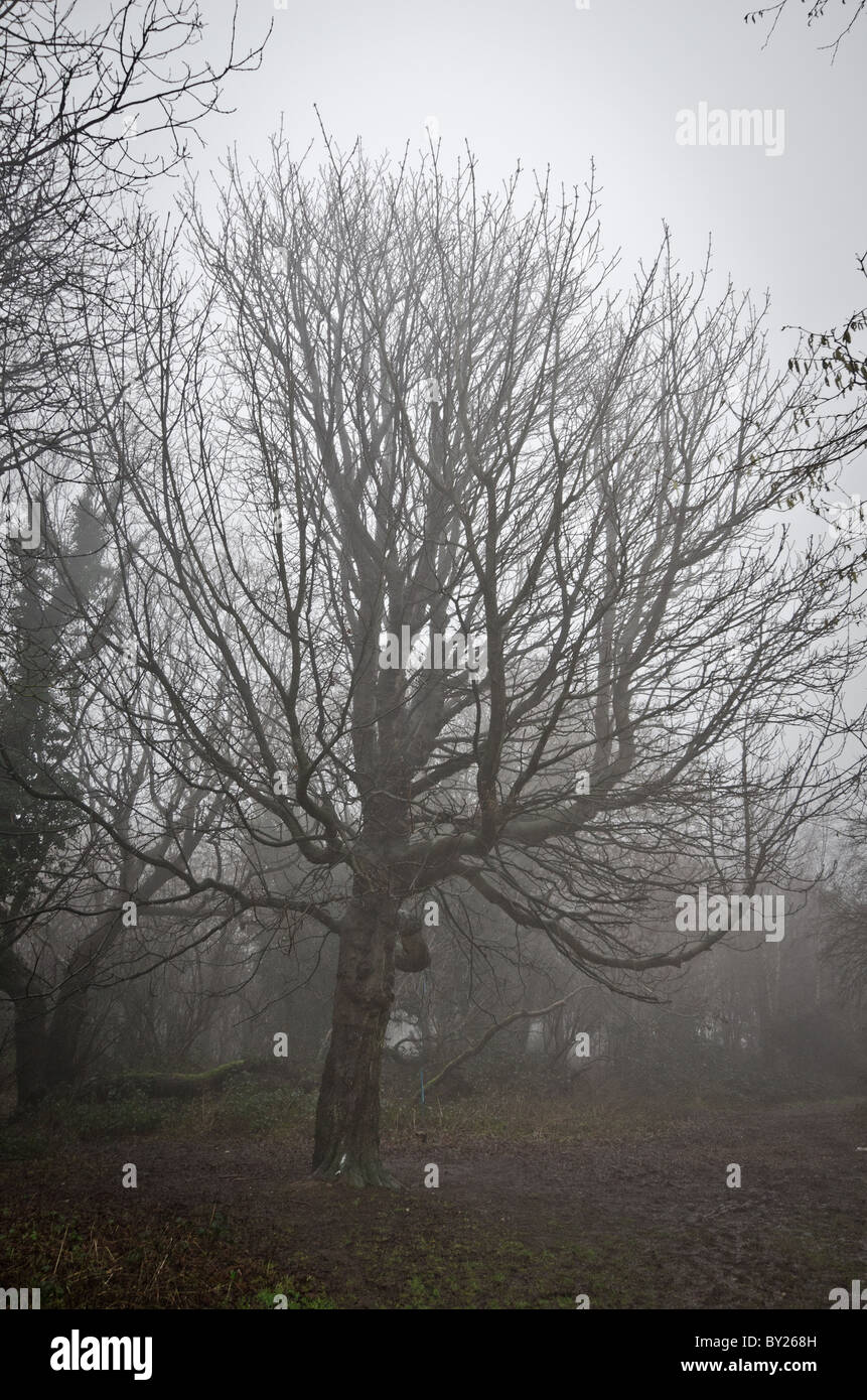 Thick fog and mist hi-res stock photography and images - Alamy
