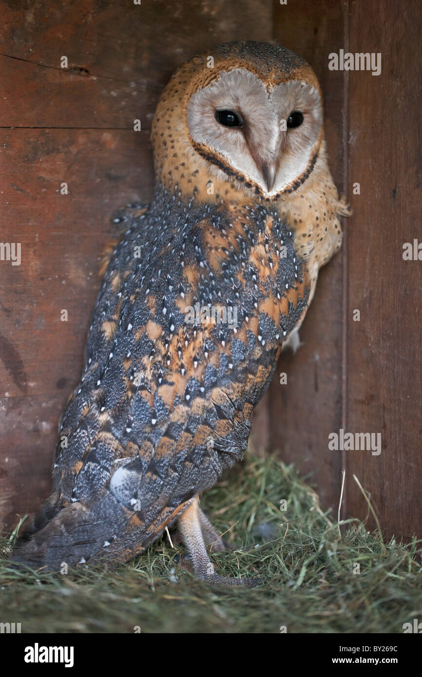 A young Barn Owl. Stock Photo