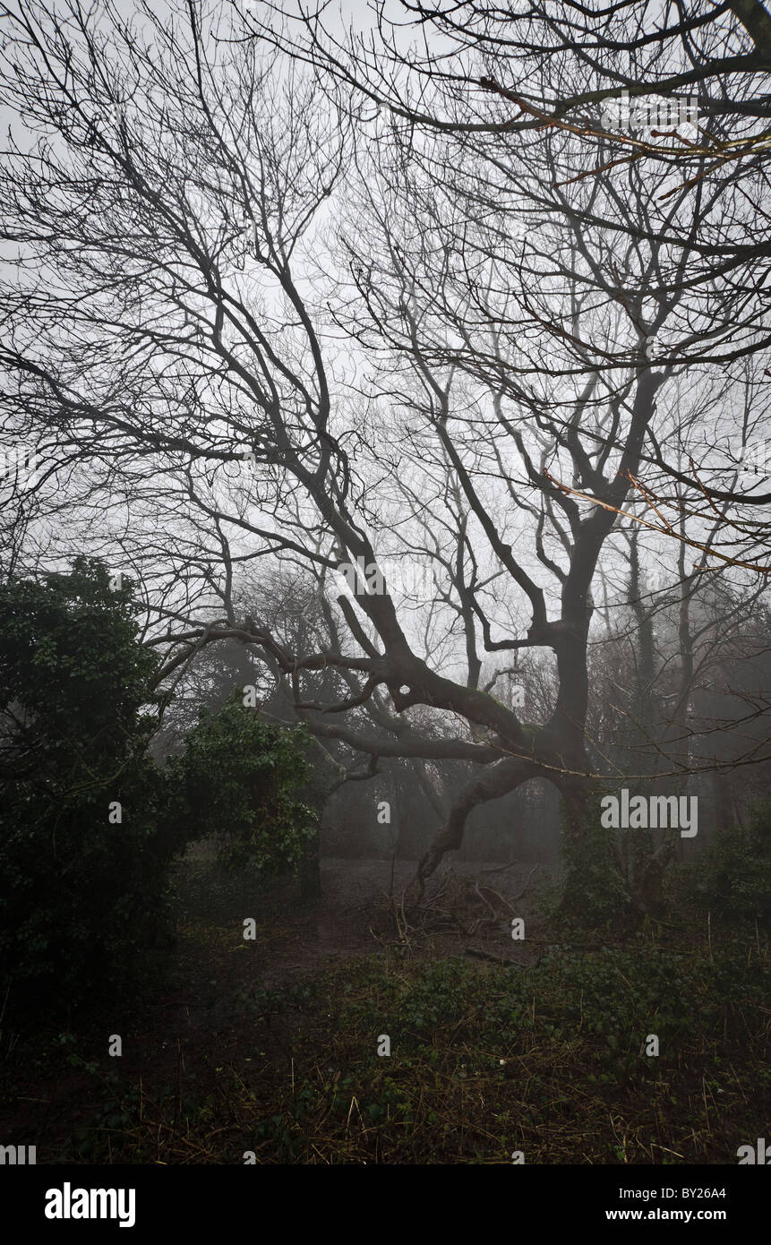 Thick fog hi-res stock photography and images - Alamy