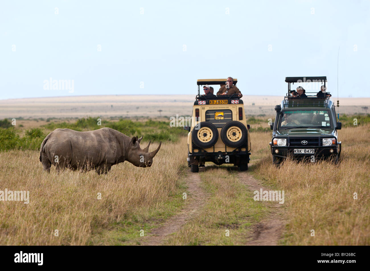 Early morning game viewing with a black rhino in Masai-Mara National Reserve. Stock Photo