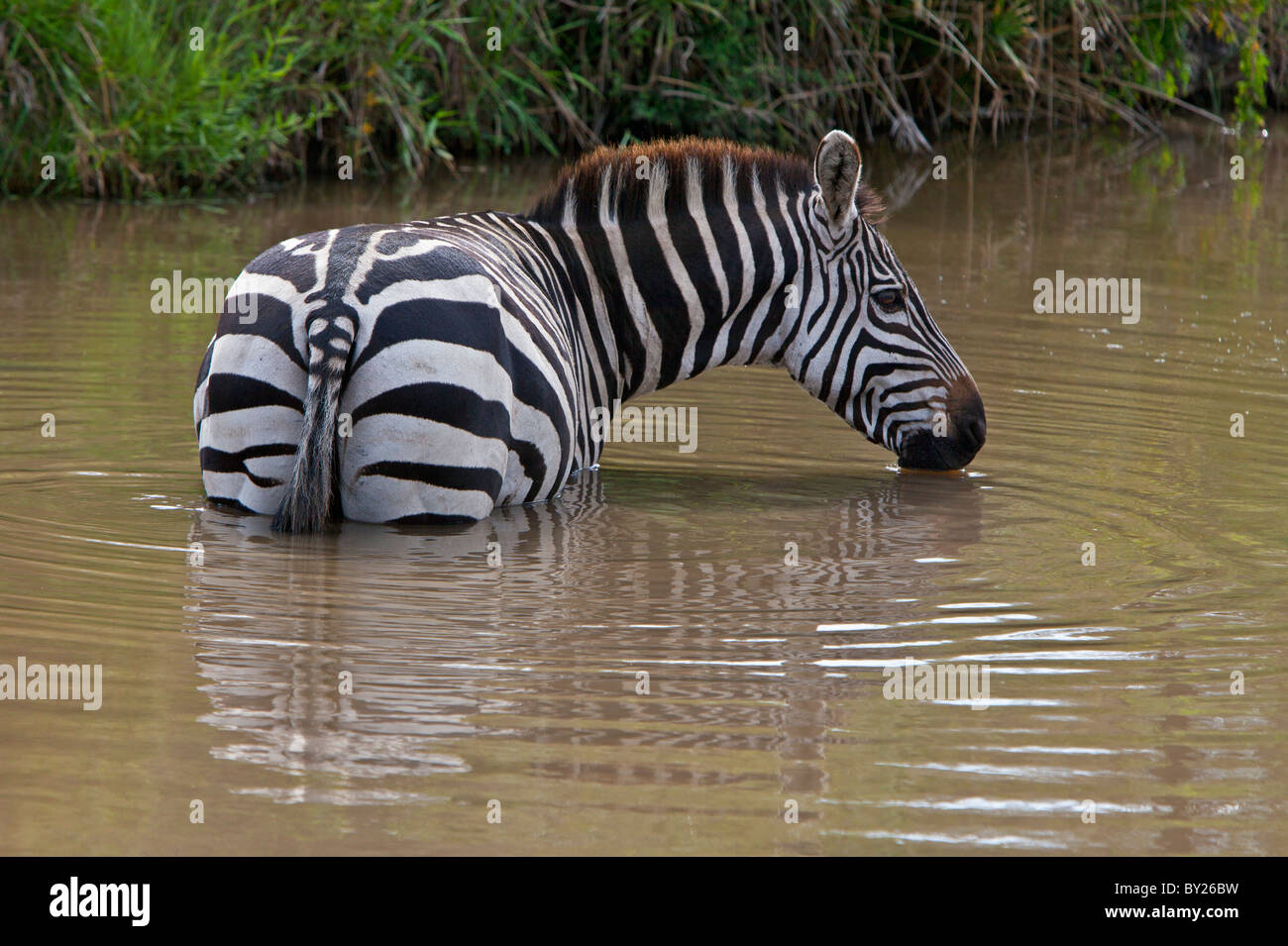 A common zebra wades into a muddy stream to drink in Masai-Mara National Reserve. Stock Photo