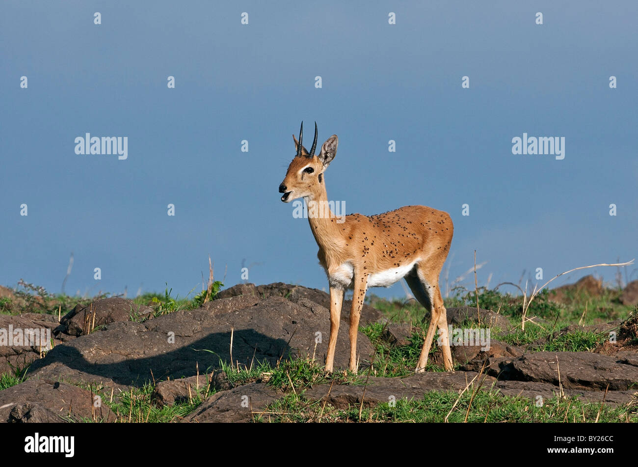 An Oribi covered in flies lets out a whistling call in Masai-Mara National Reserve. Stock Photo