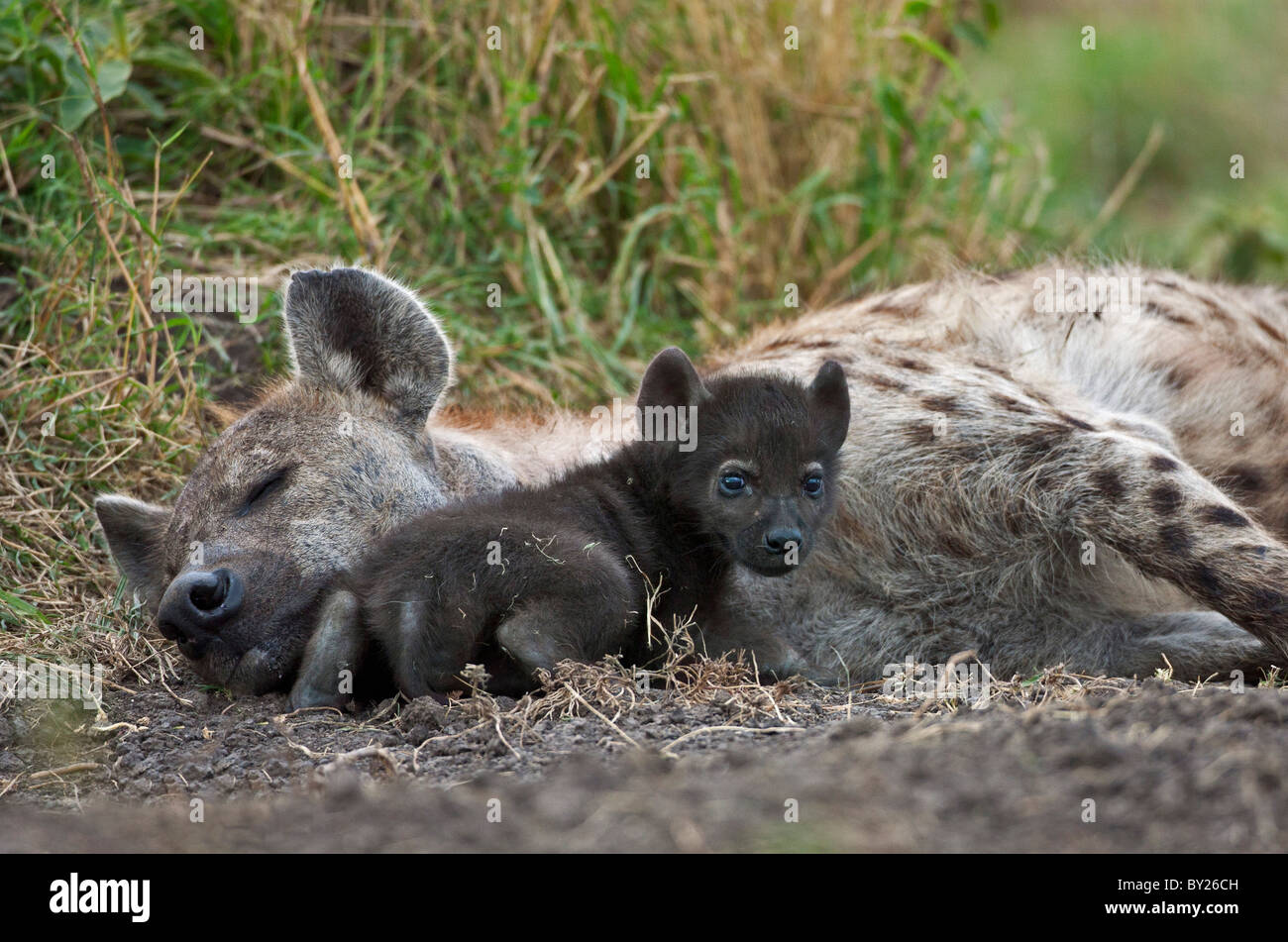 A spotted Hyena and cub in Masai-Mara National Reserve. Stock Photo