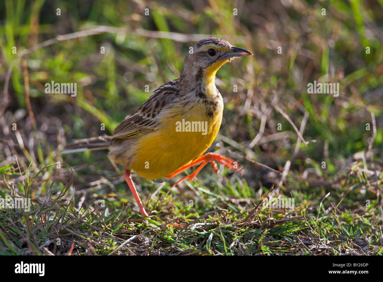 A Yellow-throated Longclaw clearly displays a sound reason for its name. Stock Photo