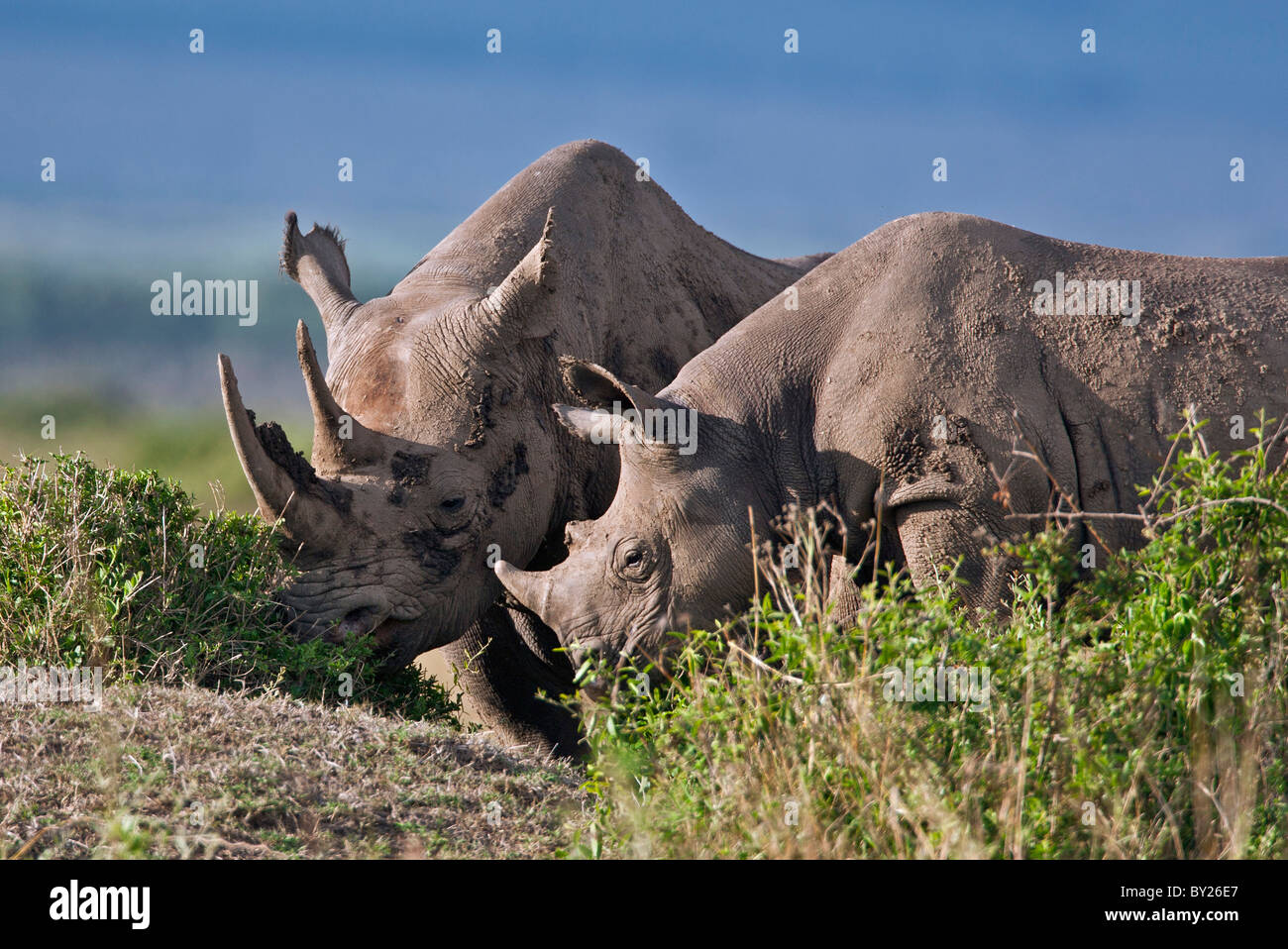 A black rhino and her offspring in Masai-Mara National Reserve. A young rhino will remain with its mother for at least two Stock Photo