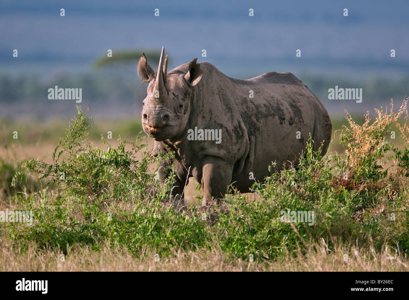 A black rhino browsing in Masai-Mara National Reserve. Stock Photo