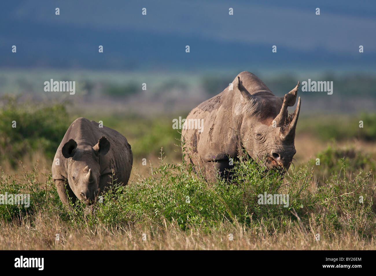 A black rhino and her offspring browsing in Masai-Mara National Reserve. A young rhino will remain with its mother for at least Stock Photo