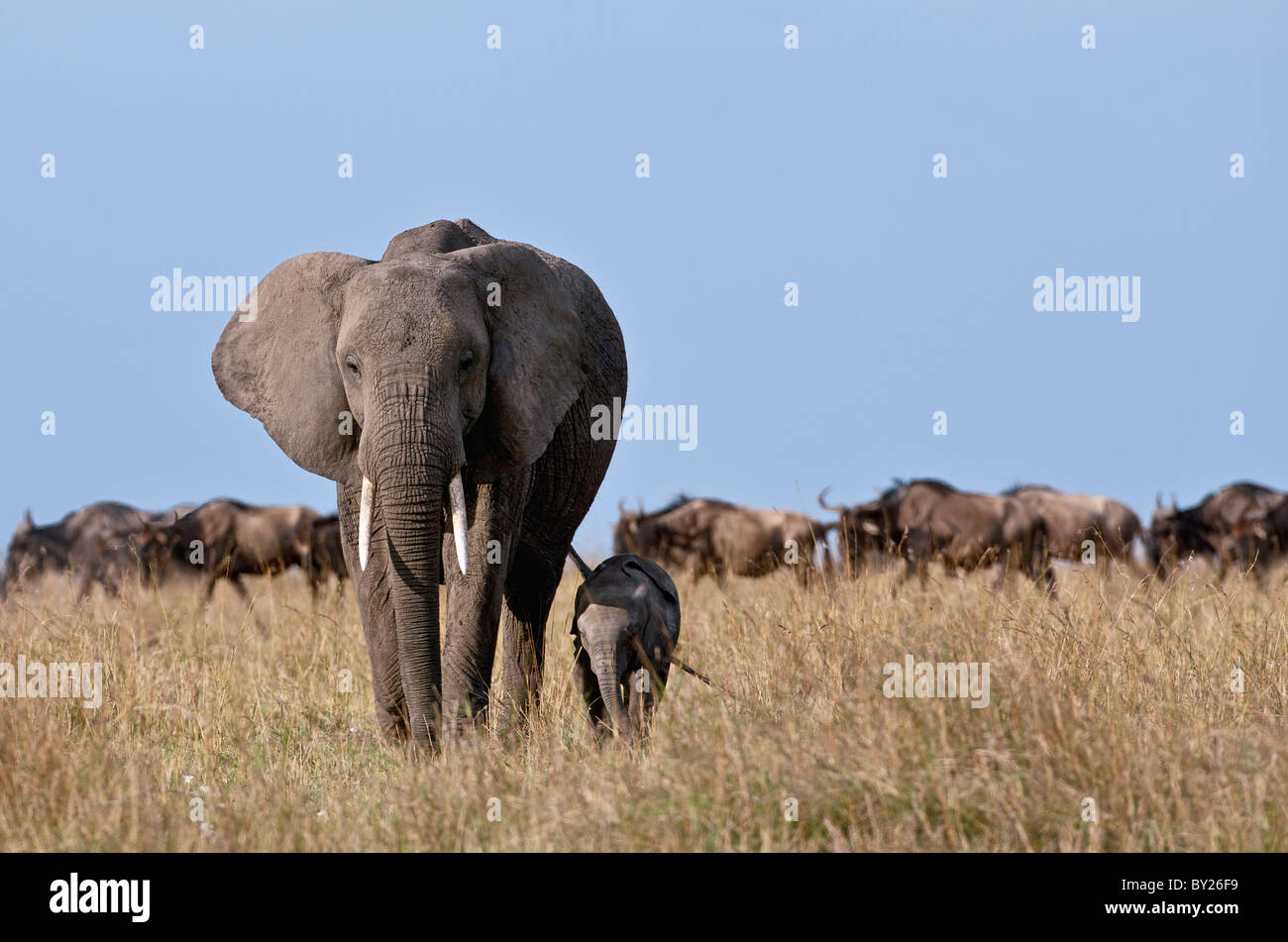 An elephant and her very small calf with a herd of wildebeest in the background. Stock Photo