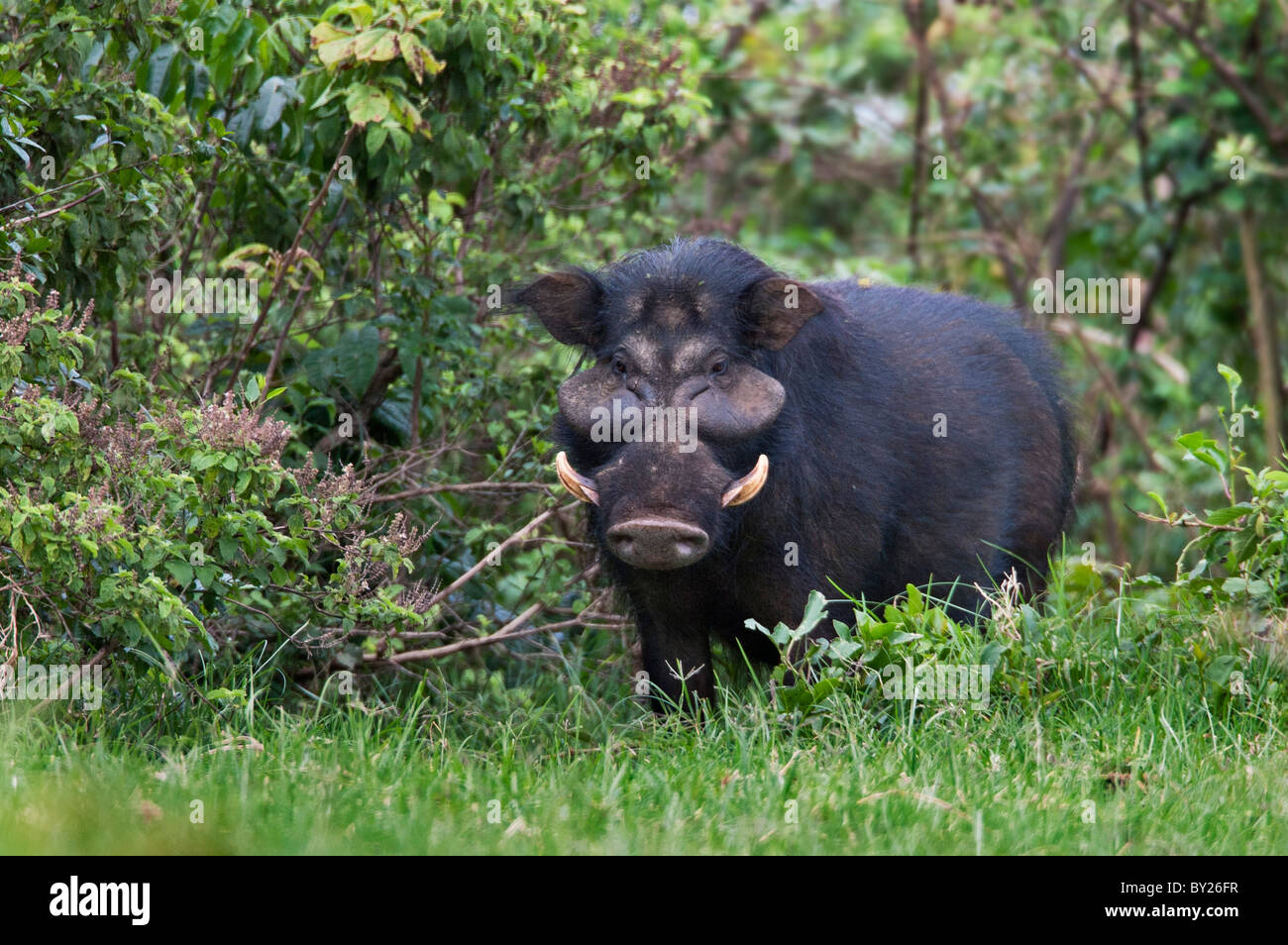 Male giant forest hog hi-res stock photography and images - Alamy