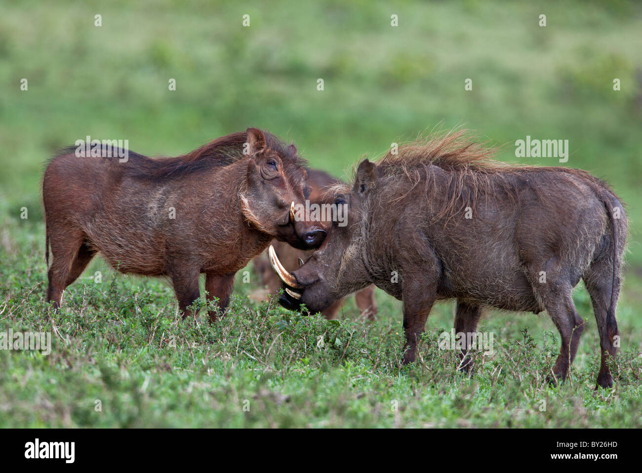 Warthog greeting or friendship in the Salient of the Aberdare National Park. Stock Photo