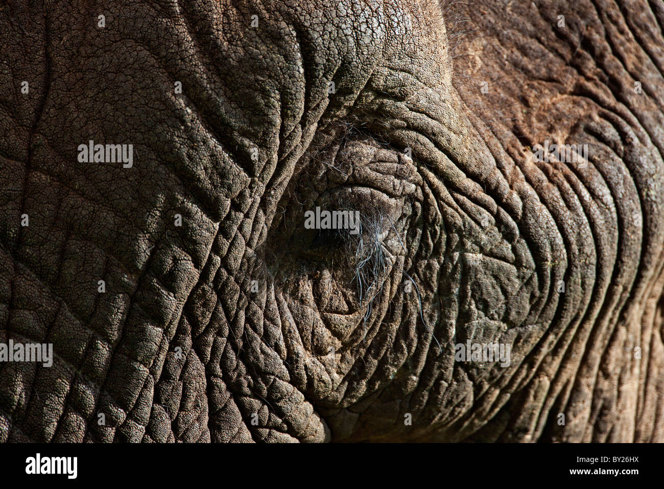 Closeup of an African elephant s eye and eyelashes in the Salient of