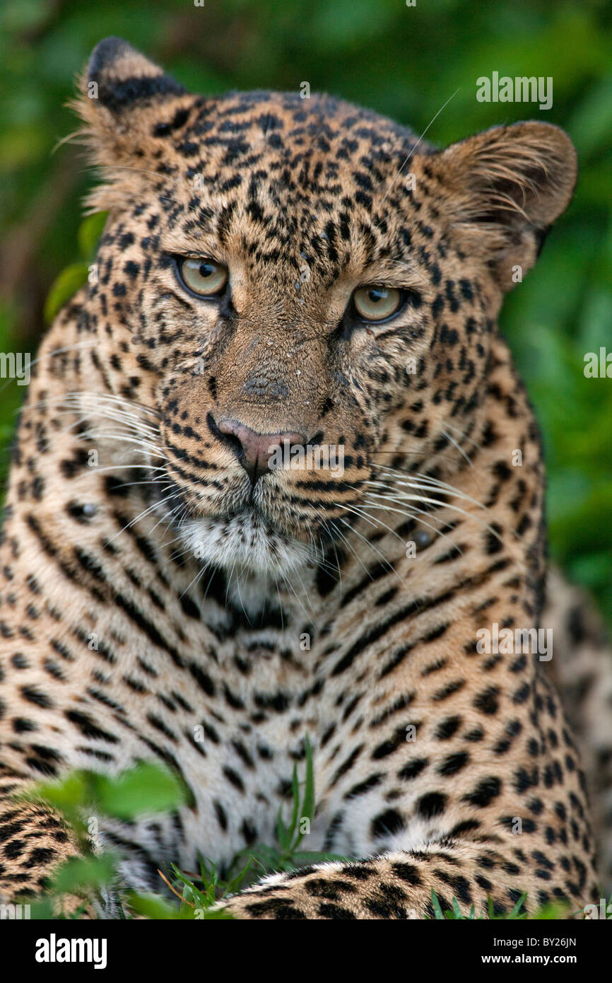 A fine leopard oblivious to light rain in the Salient of the Aberdare National Park. Stock Photo