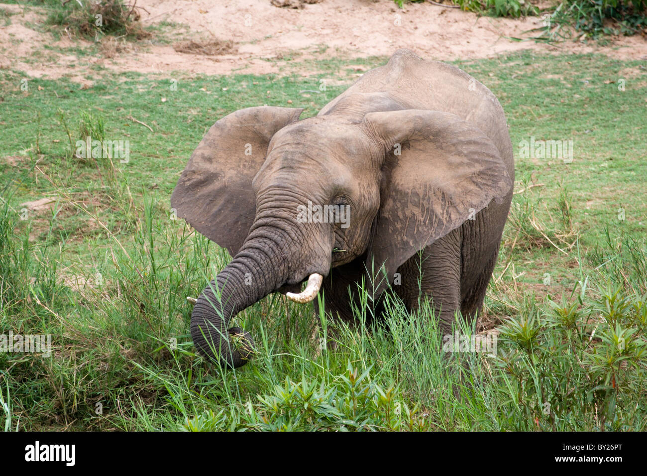 Young African Elephant Bull feeding near the Oliphant river bank at Kruger NP, South Africa. Stock Photo