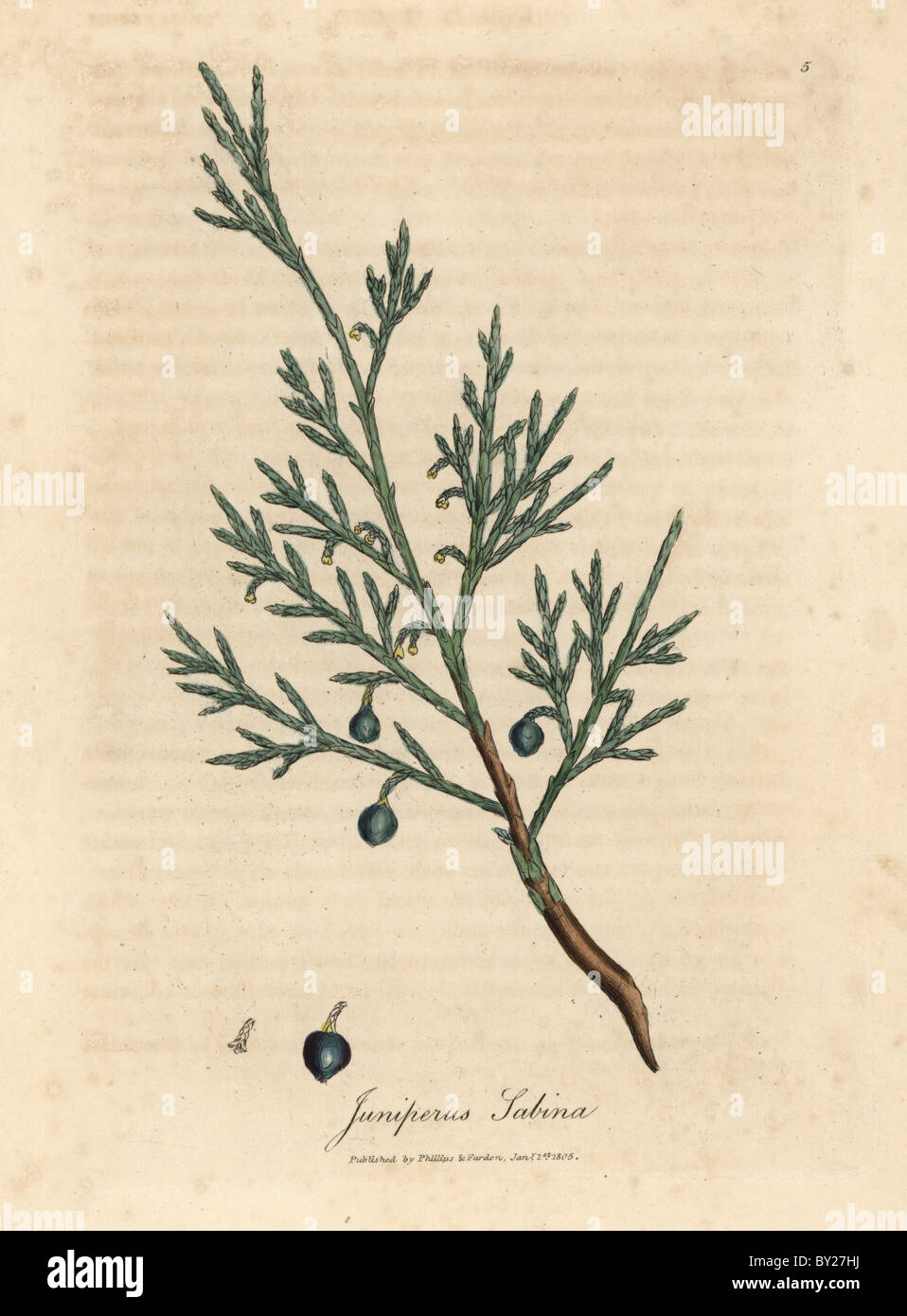 Common savin branch and berry, Juniperus sabina. Stock Photo