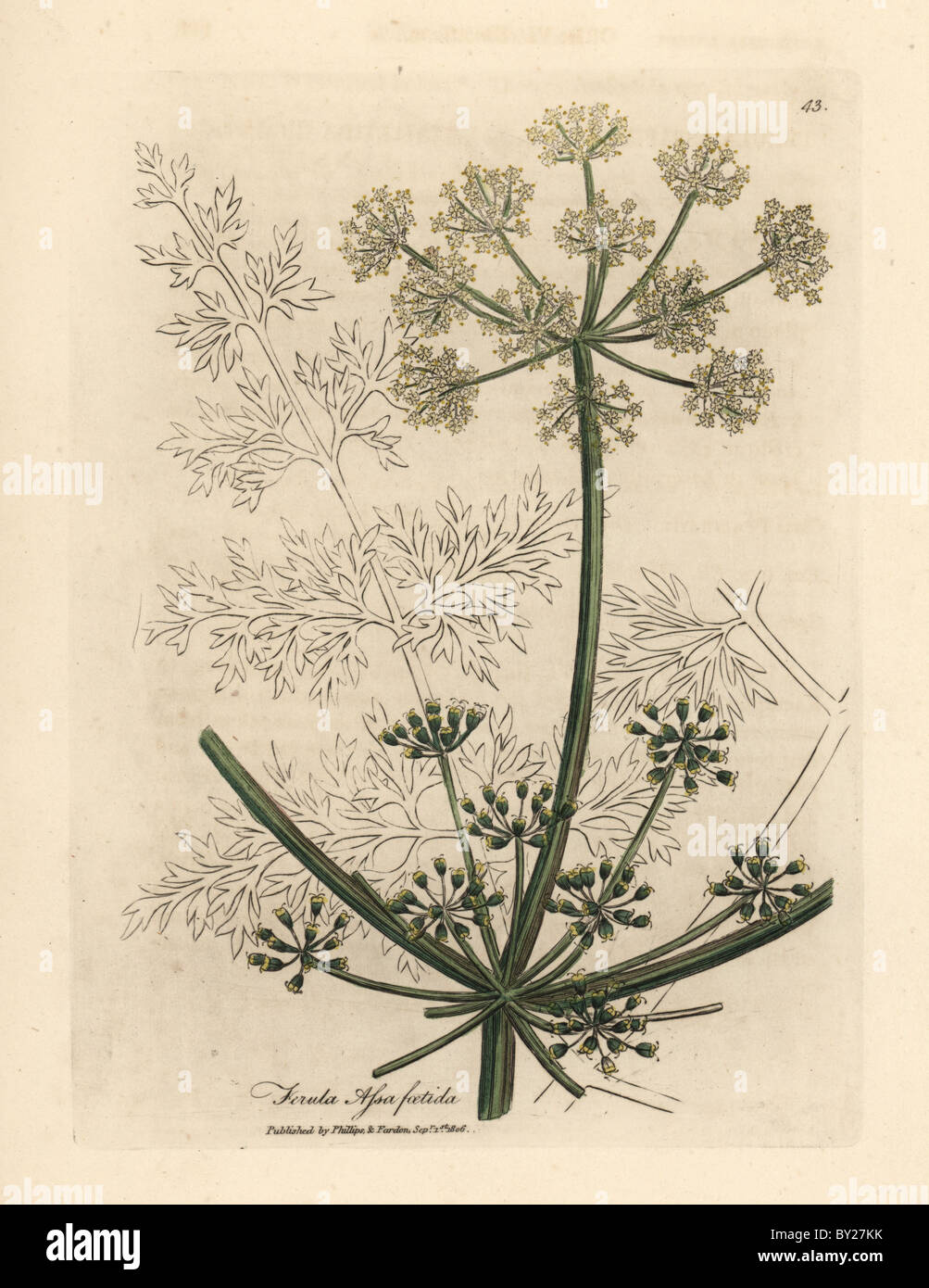 Asafetida hires stock photography and images Alamy