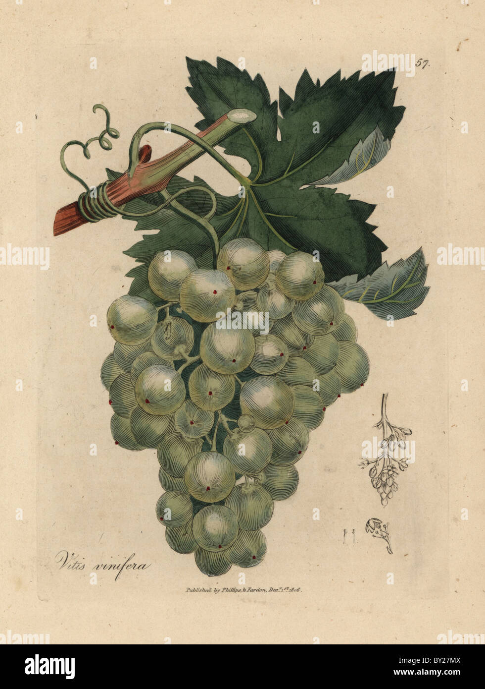 Green grapes, vine and leaves, Vitis vinifera Stock Photo - Alamy