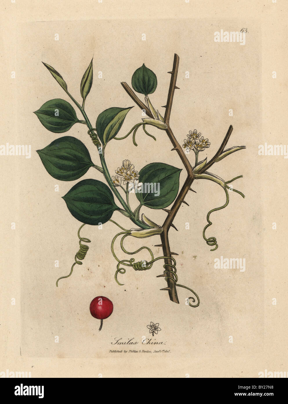 White flowers, tendrils and red berry of Chinese smilax, Smilax china. Stock Photo