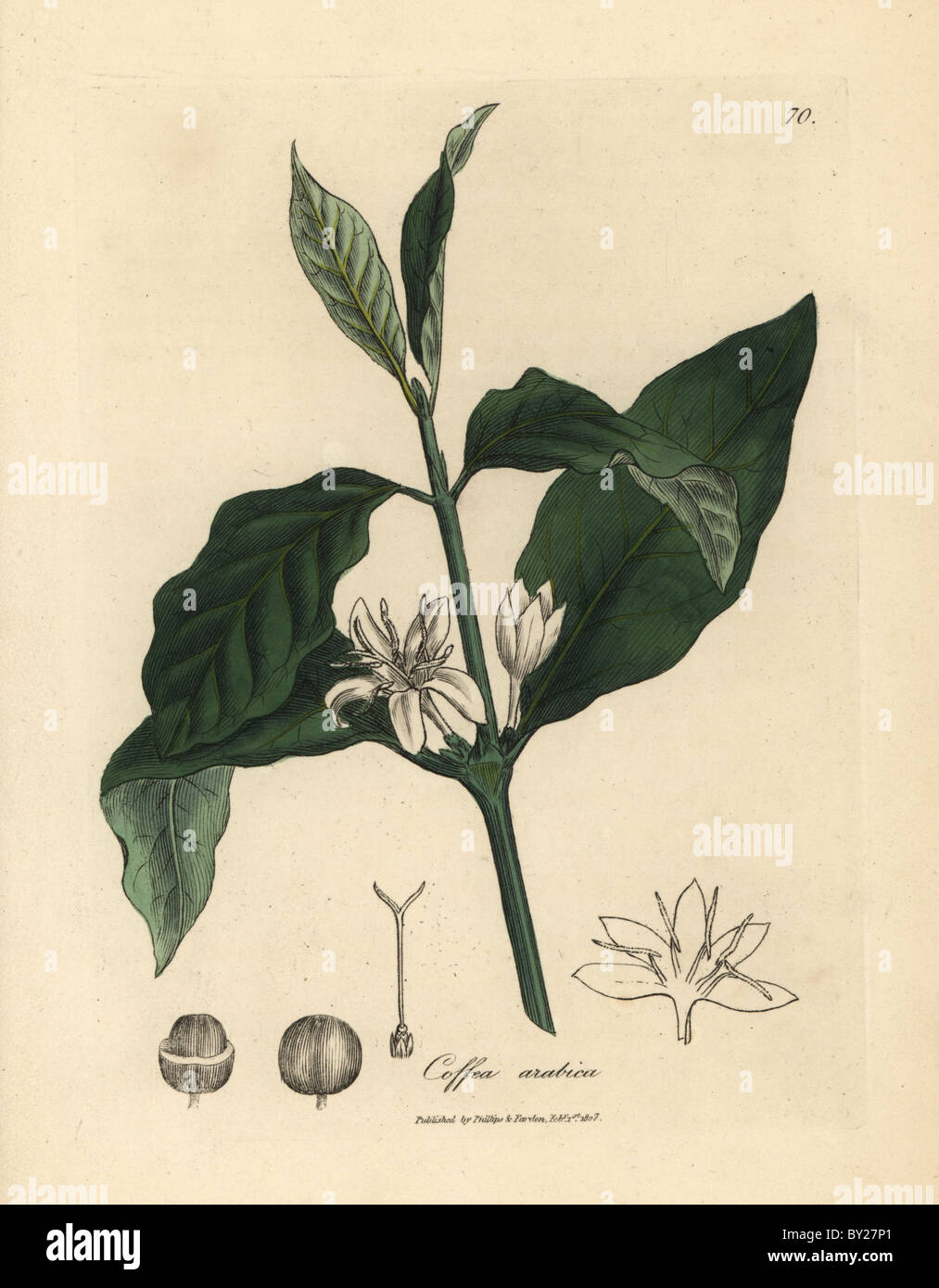 White flower, leaves and bean of the coffee plant, Coffea arabica. Stock Photo