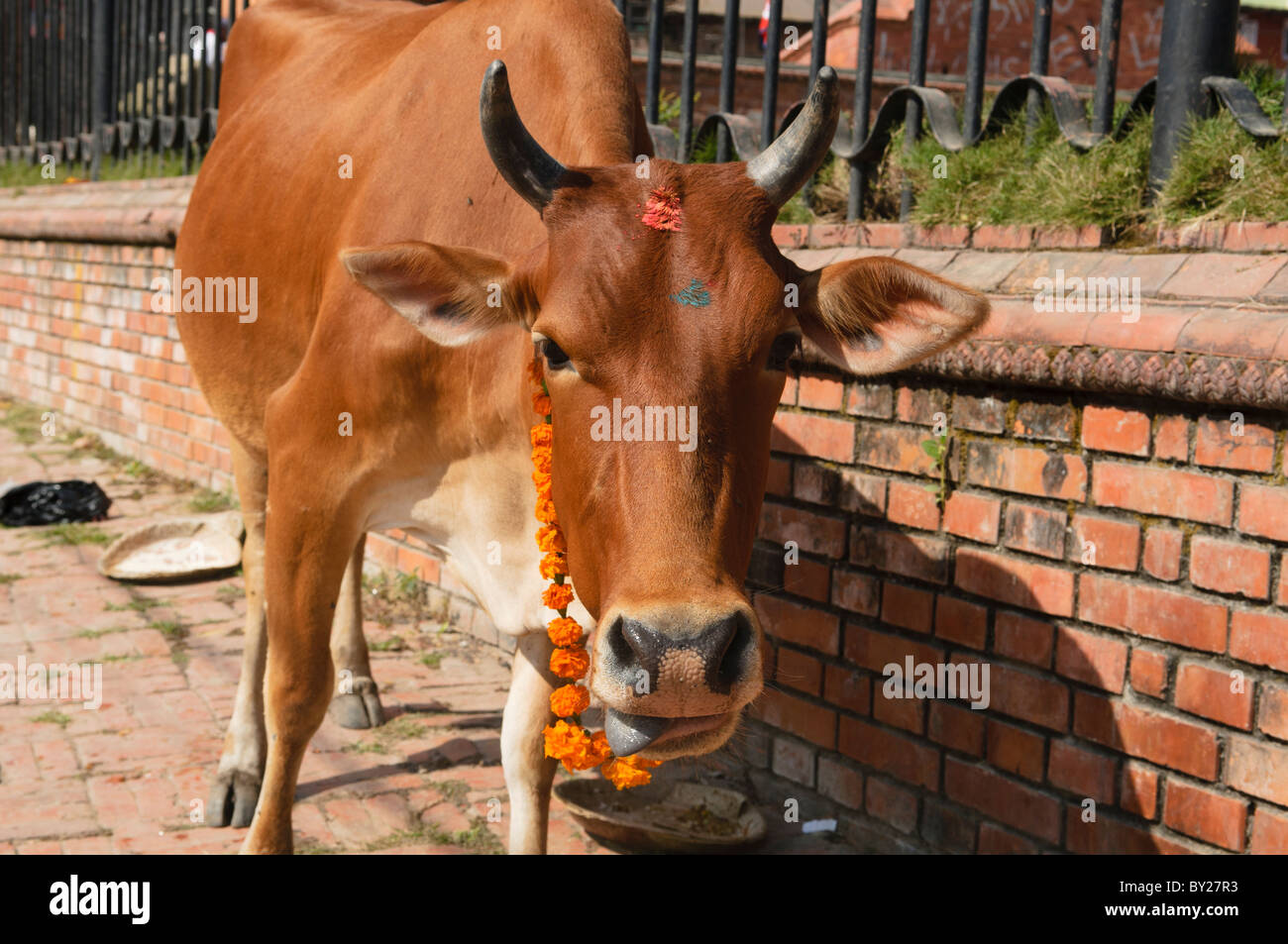 cow adorned with flowers and tikka for the Tihar festival in Kathmandu, Nepal Stock Photo
