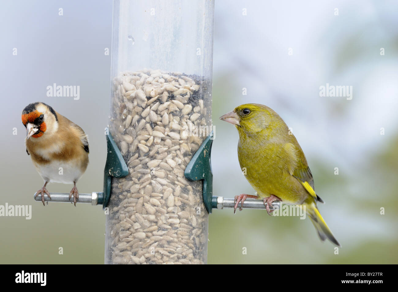 Garden Birds On Sunflower Heart Feeder Stock Photo 33856167 Alamy