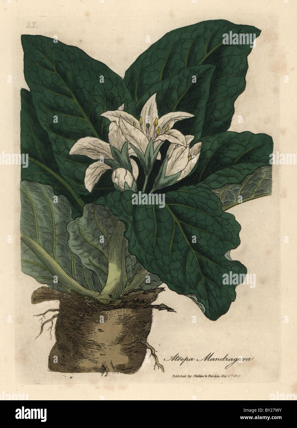 White flowered mandrake root, Atropa mandragora. Stock Photo