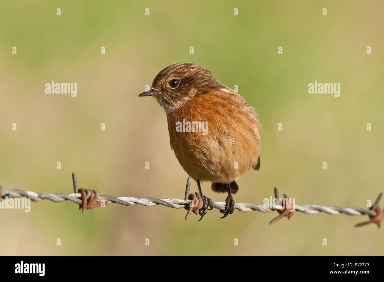 Stonechat on a perch Stock Photo