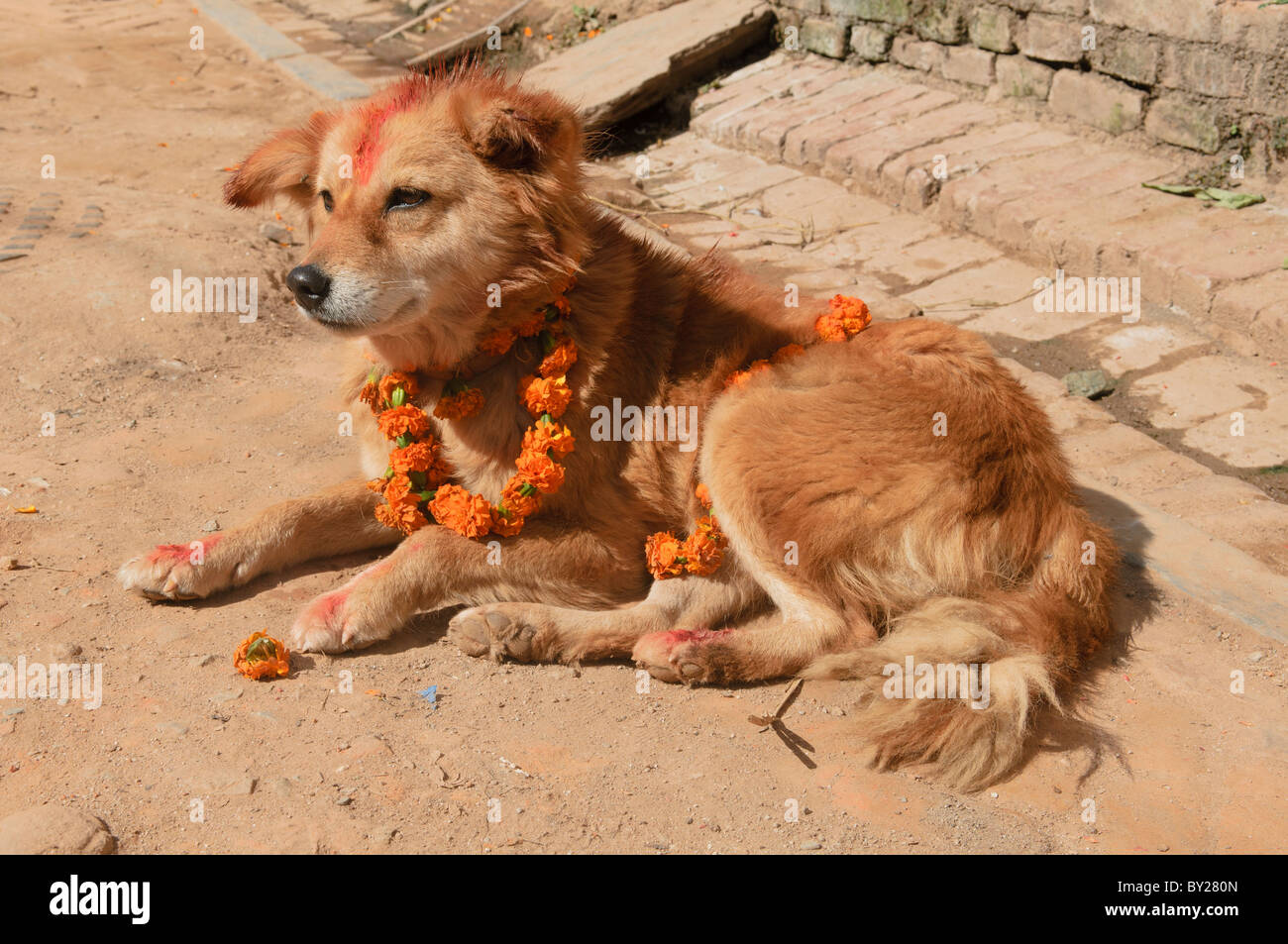 Nepali dog hires stock photography and images Alamy