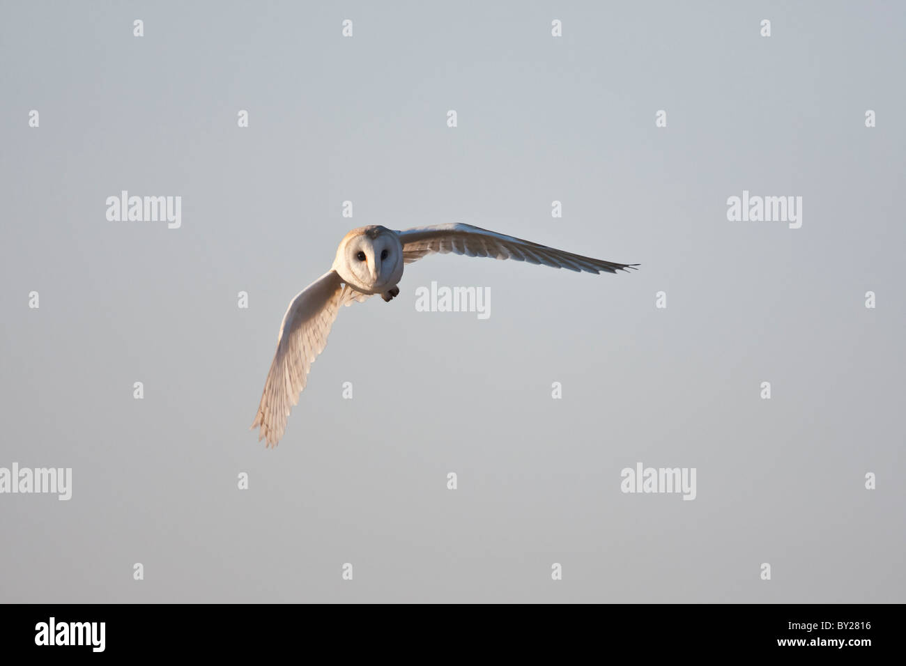 Barn owl in flight against a clear blue sky Stock Photo