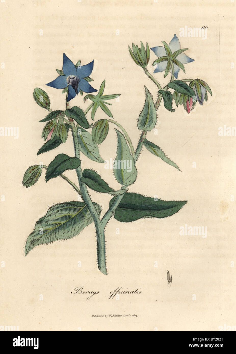 Blue flowered borage, Borago officinalis. Stock Photo