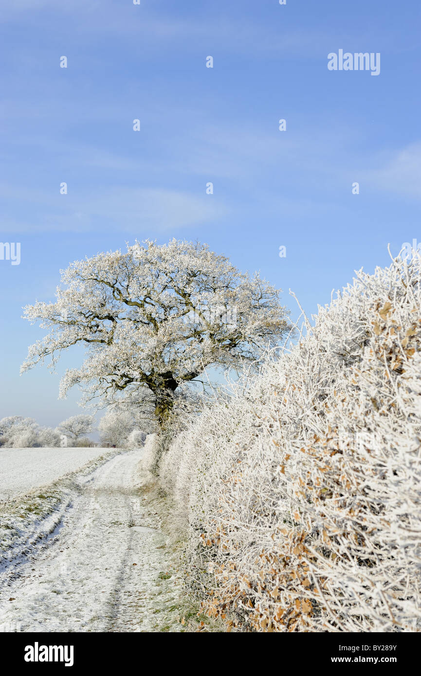 Arable farmland track with hedgerow and trees covered in rime frost, Norfolk, UK, December Stock Photo