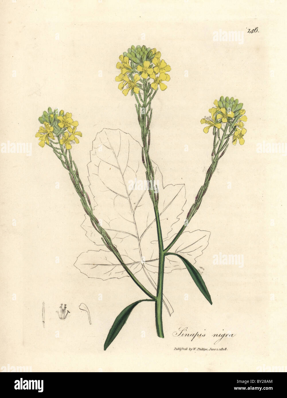 Yellow flowered black mustard, Sinapis nigra Stock Photo - Alamy