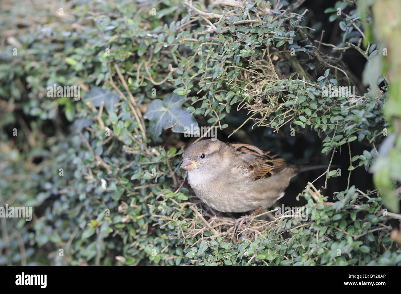 House Sparrow passer domesticus, female perched in box hedging, Norfolk, UK, December Stock Photo