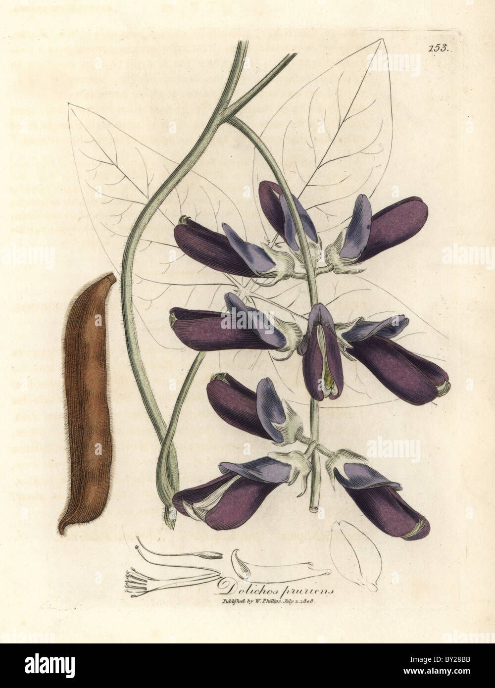 Purple flowered cowhage dolichos or field beans with hairy seedpod, Dolichos pruriens. Stock Photo