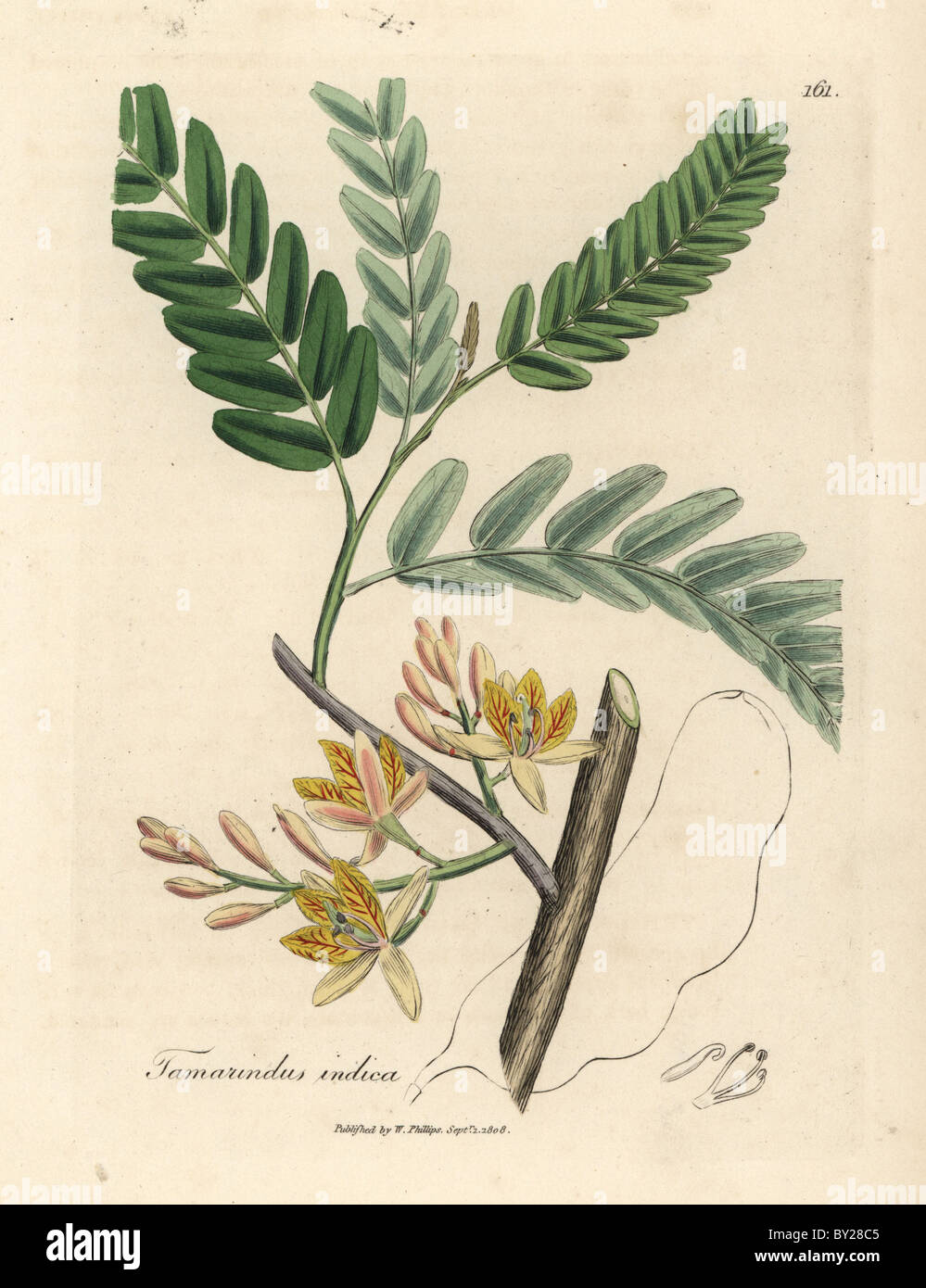 Yellow Flowered Tamarind Tree With Outline Of Large Seedpod Stock Photo Alamy Yellow Flowered Tamarind Tree With Outline Of Large Seedpod Stock Photo Alamy