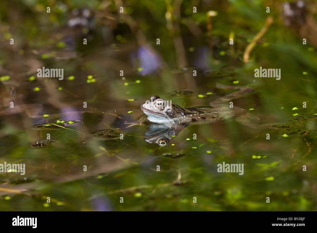 Frog weed pond hires stock photography and images Alamy