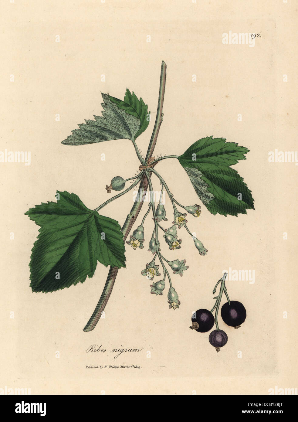 Blackcurrant tree, Ribes nigrum, with flowers, fruit and leaves. Stock Photo