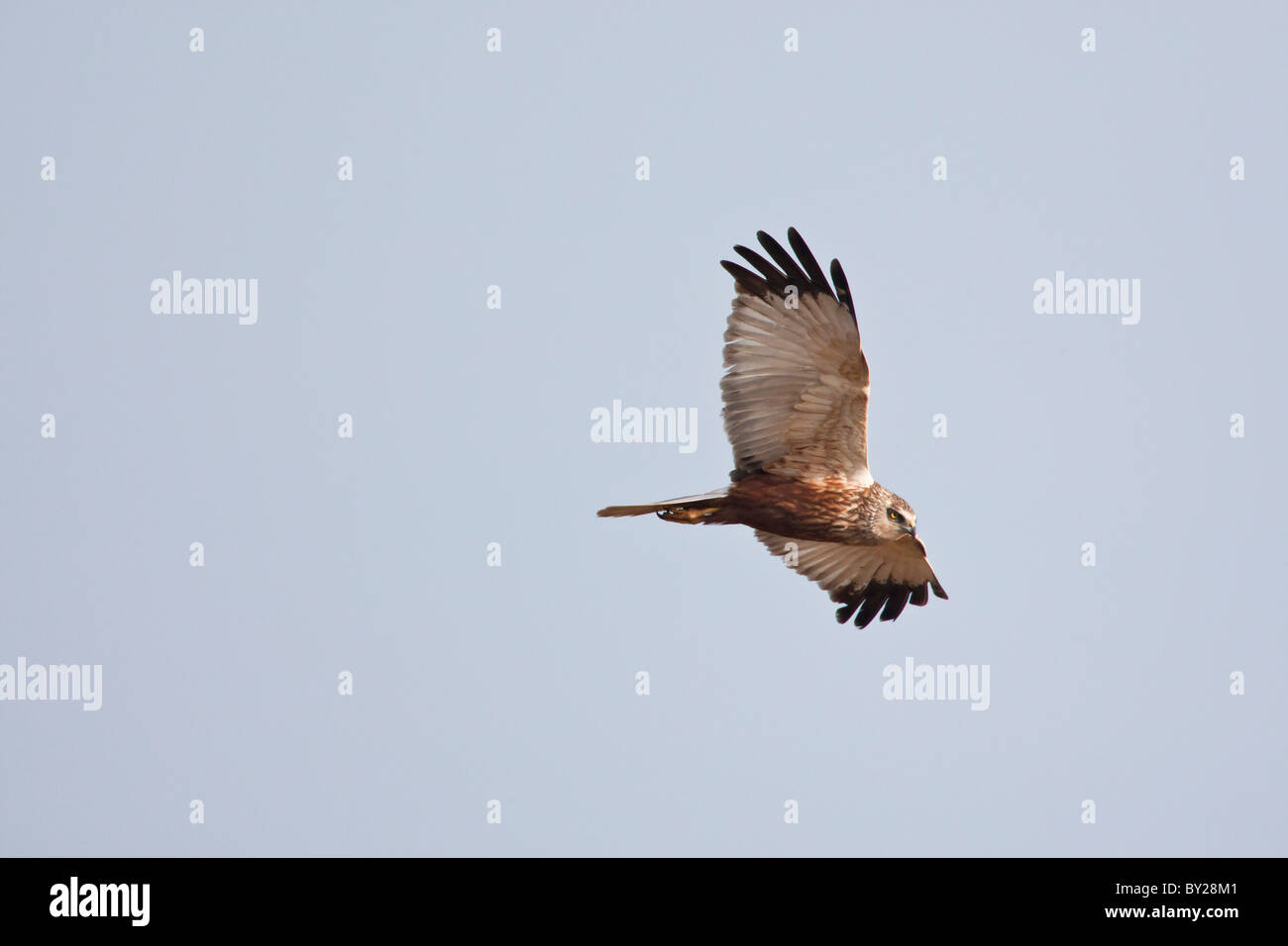 Marsh Harrier in flight against a clear blue sky Stock Photo