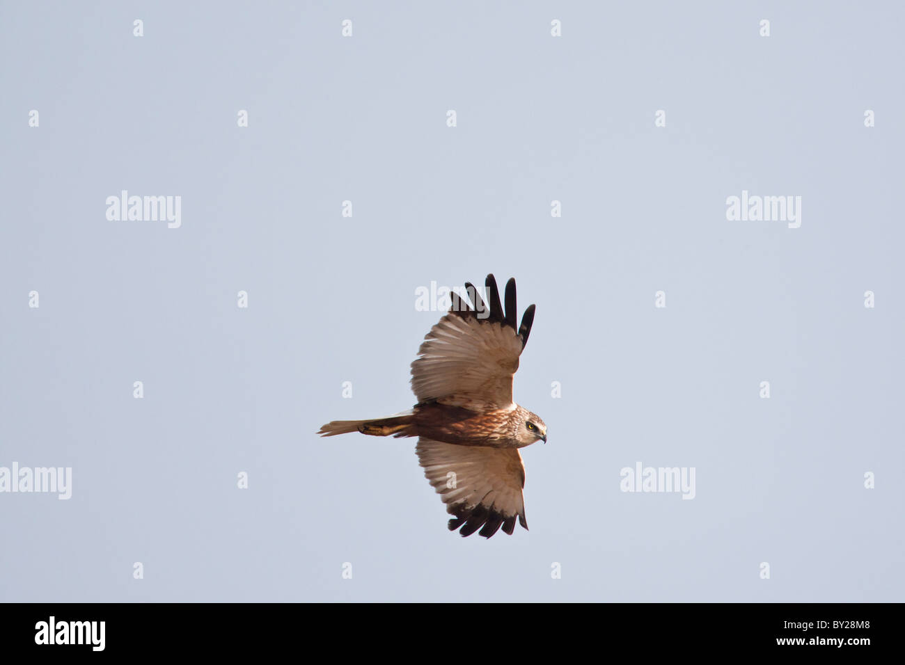 Marsh Harrier in flight against a clear blue sky Stock Photo