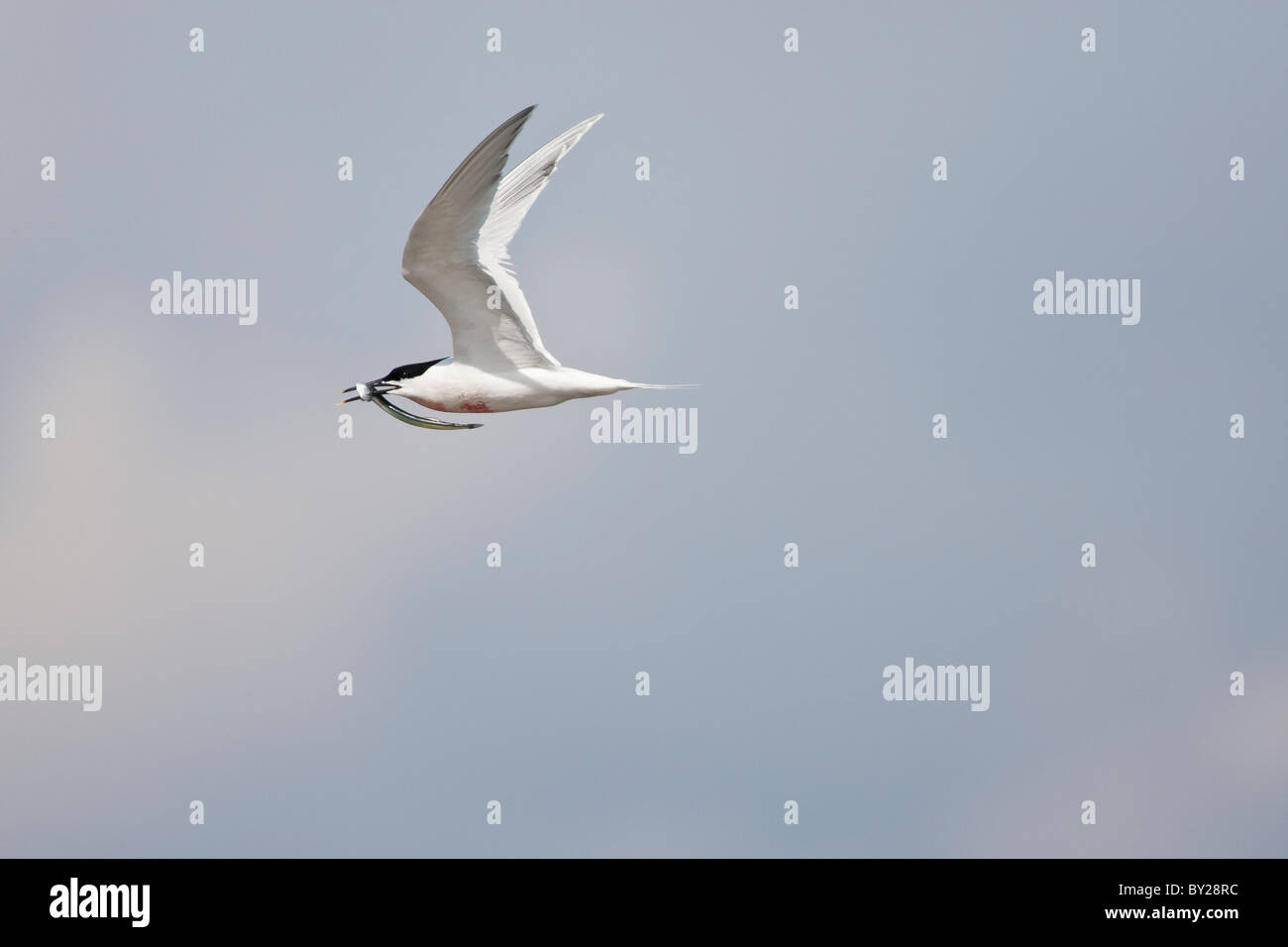 Sandwich tern flying with a sandeel in its beak Stock Photo
