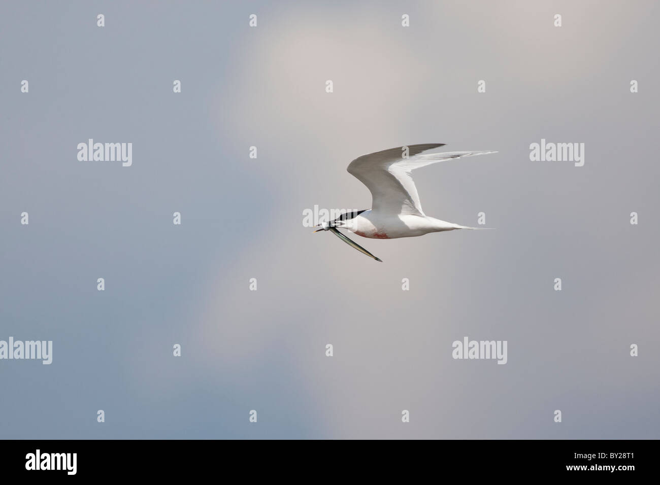 Sandwich tern flying with a sandeel in its beak Stock Photo