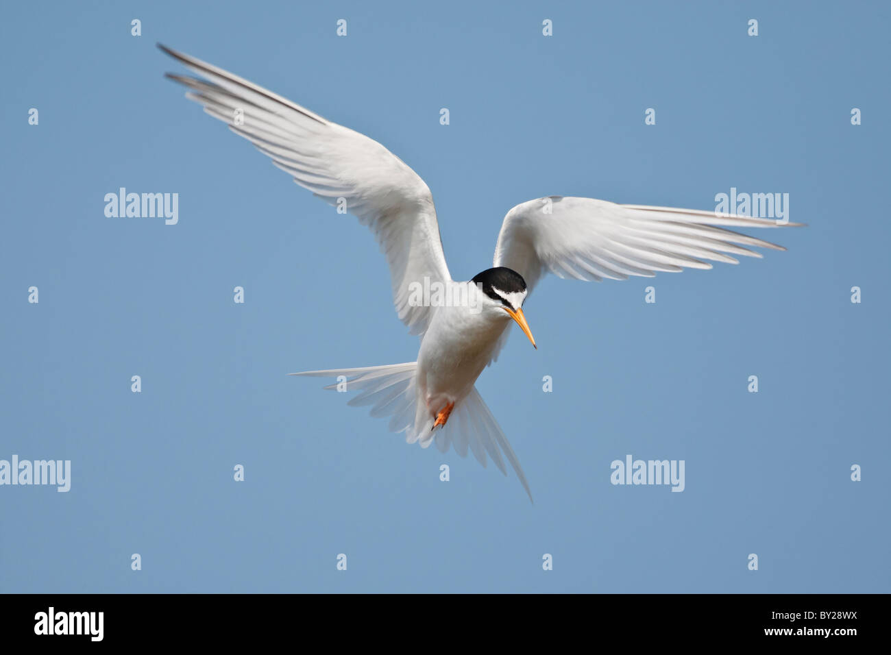 Little tern hovers against a clear blue sky. Stock Photo