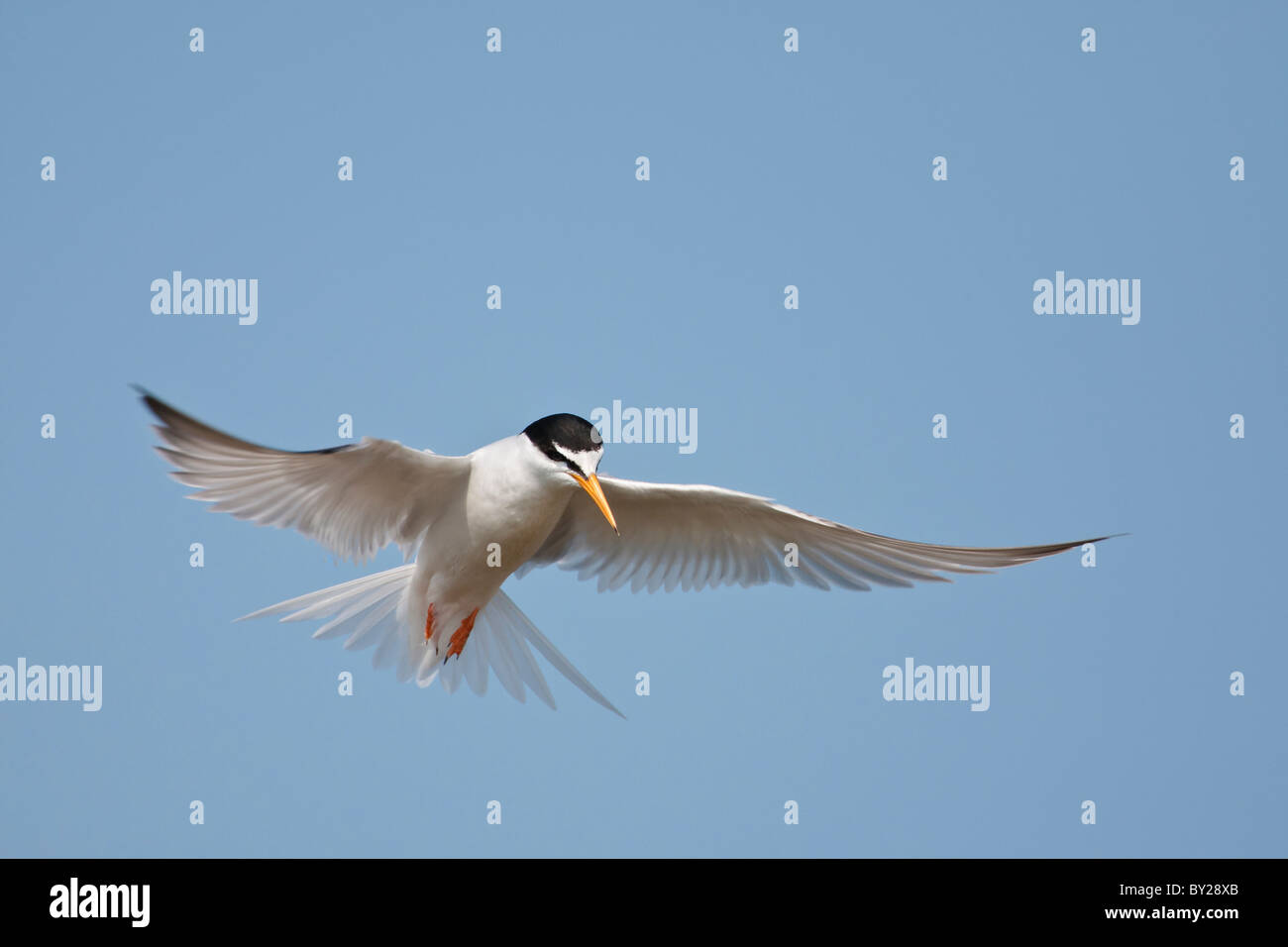 Little tern hovers against a clear blue sky. Stock Photo
