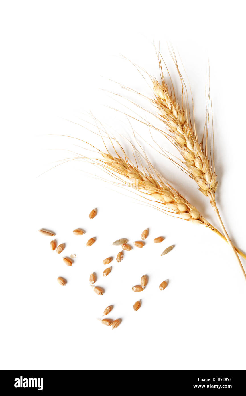 Spikelets And Grains Of Wheat On A White Background Stock Photo Alamy