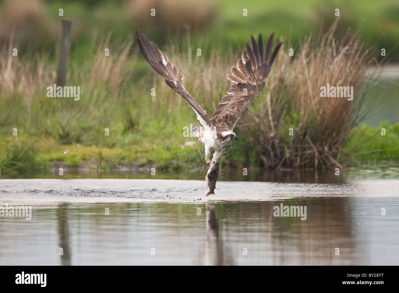 Osprey catching a trout from a Scottish Loch Stock Photo