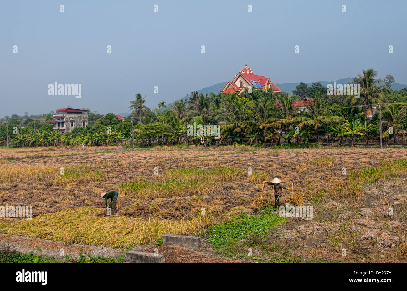 Picturesque scene of rice workers with straw hats on farm collecting ...